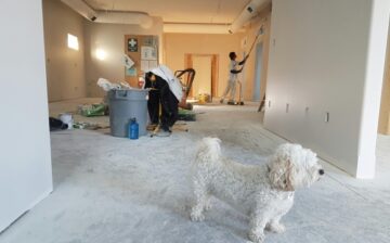 dog is watching home renovation work